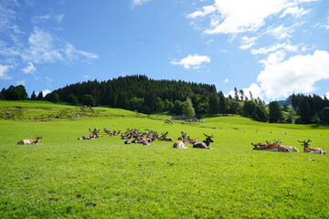 Liegende Hirsche am Berghang