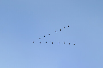 A flock of Canada geese (Branta canadensis) flies in a perfect V formation against a blue sky © Eric Dale Creative