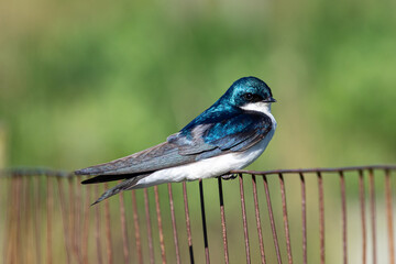 Beautiful blue tree swallow (Tachycineta bicolor) perches on a fence in the sun against a green background at Dixon Meadow Preserve, Pennsylvania, USA