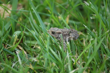 a common toad (bufo bufo) in the green grass