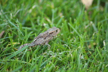a common toad (bufo bufo) in the green grass