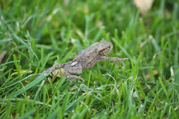 a common toad (bufo bufo) in the green grass