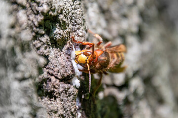 Red, orange, and yellow hornet or wasp drinks white sap seeping out of a tree