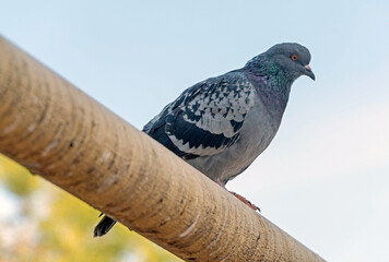big Beautiful pigeon