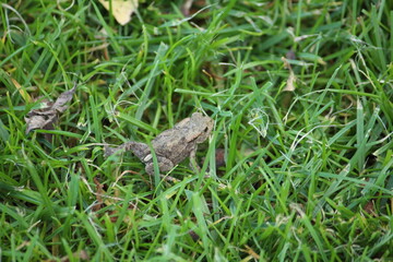 a common toad (bufo bufo) in the green grass