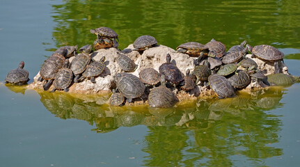Obraz na płótnie Canvas red-eared turtles basking in the sun