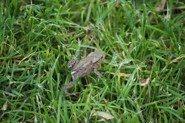 a common toad (bufo bufo) in the green grass