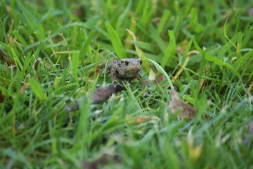 a common toad (bufo bufo) in the green grass