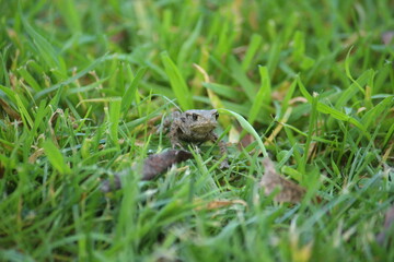 a common toad (bufo bufo) in the green grass