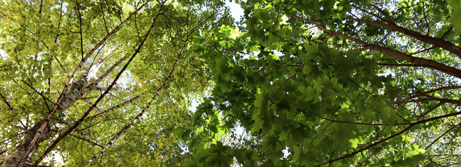 Beautiful scenic on green forest