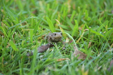 a common toad (bufo bufo) in the green grass