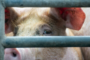 Sadness in the eye of the pig in the metal cage which transporting him to his destination © Subhakit