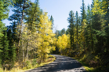 Road Through Custer State Park in the Black Hills