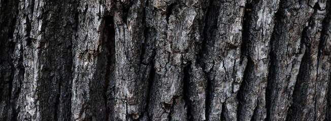 Fototapeta premium Dark old bark texture for banner concept