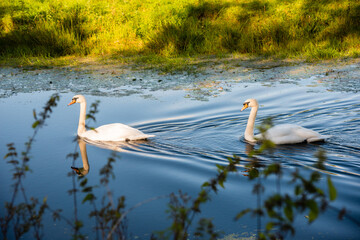 Two swans on the dissused Lancaster Canal at Crooklands © David