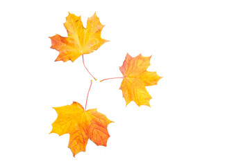 Yellow maple leaves on a white background . Autumn leave. Isolated background. Hello autumn. Copy space. Plants.