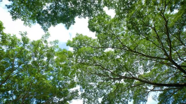 Looking up and panning left shot on Tree, POV view. Beautiful Sun's light through tops of trees, sun shines through foliage. "Rain
Tree East Indian Walnut" or "Samanea saman".