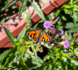 butterfly on flower