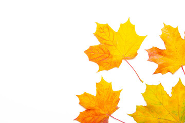 Yellow maple leaves on a white background . Autumn leave. Isolated background. Hello autumn. Copy space. Plants.