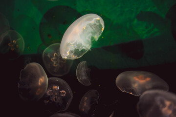 jellyfish in the water