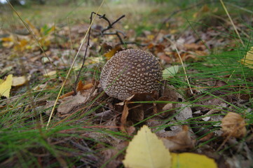 Brauner Pilz mit Punkten