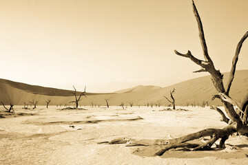 Sand dunes and dry trees in the desert in Sossusvlei, Namibia, Africa