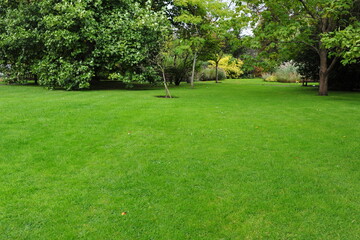 grass lawn in the garden