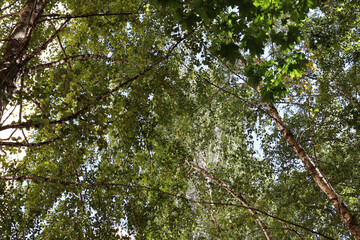 Obraz premium Beautiful green leaves on tree in park