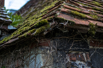 old overgrown building roof