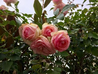 Ensemble de roses de couleur rose