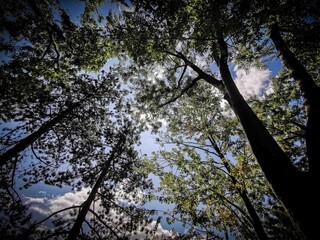 tree tops and sky