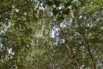 Green city park on summer day