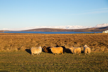 Icelandic sheep basking in golden sunshine