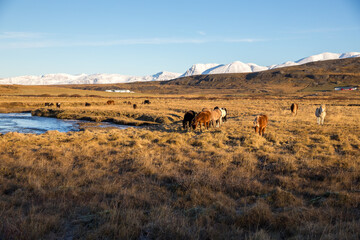 Icelandic horses grazing in golden field, Snow covered mountains of Westfjords, Iceland