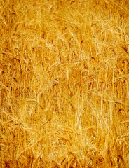 Wheat Field Grain Farming Ripe and Ready for Harvest