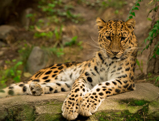 Leopard taking a nap