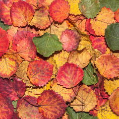 Naklejka na ściany i meble Autumn background of multicolored aspen fall leaves.