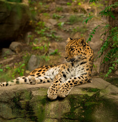 Obraz na płótnie Canvas Leopard taking a nap