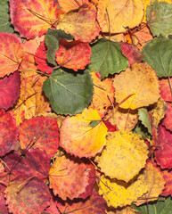 Naklejka na ściany i meble Aspen fall leaves. Autumn background