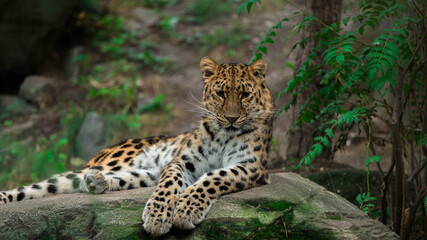 Leopard taking a nap