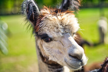 A close up of a alpaca standing on top of a lush green field.