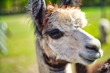 Fototapeta premium A close up of a alpaca standing on top of a lush green field.