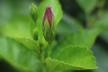 bud of red hibiscus flower