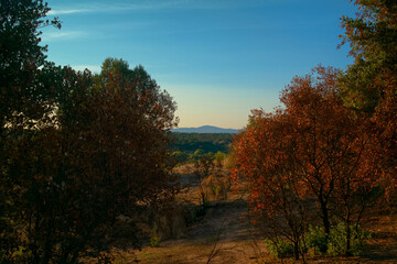 krajobraz jesienią  las drzewa liście  natura zieleń przyroda kolory czerwień 