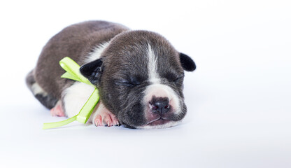 little puppy sleeping with yellow ribbon on white background