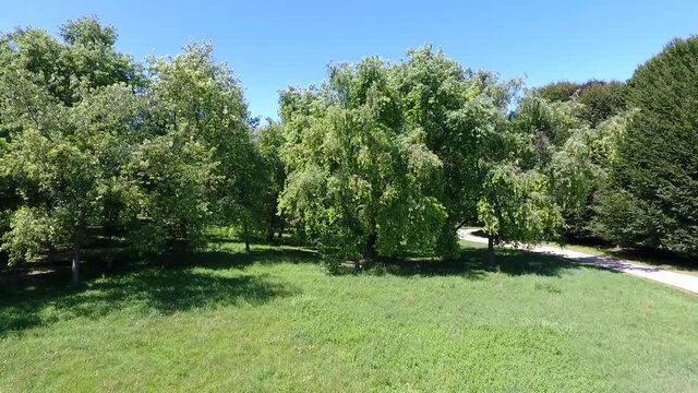 alberi in un parco