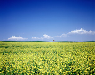 Obraz premium 菜の花