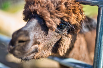 A close up of a alpaca standing on top of a lush green field.