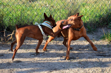 Pets mate. Mating purebred dogs in nature. Two small dogs make love
