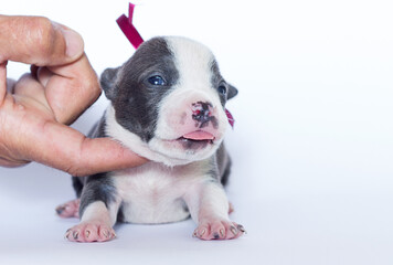 puppy with burgundy ribbon on white background